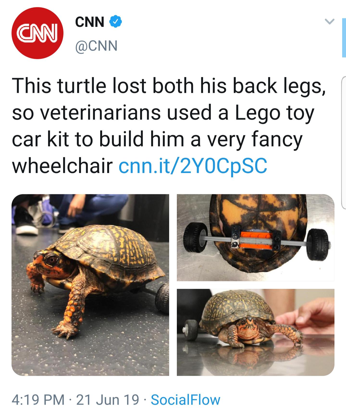 LSU veterinarians created a removable wheelchair for an accident-prone turtle. 