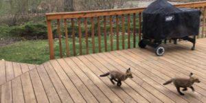 Baby foxes get the zoomies, too.