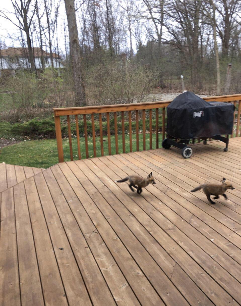 Baby foxes get the zoomies, too.