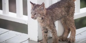 Baby lynx paws are intentionally not proportional to their bods.