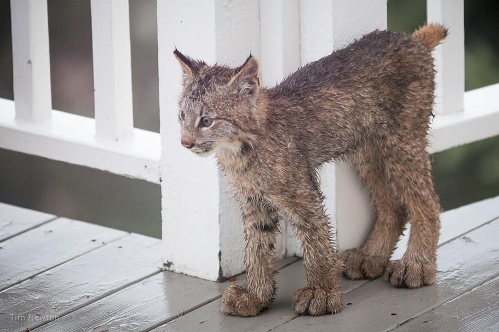 Baby lynx paws are intentionally not proportional to their bods. 