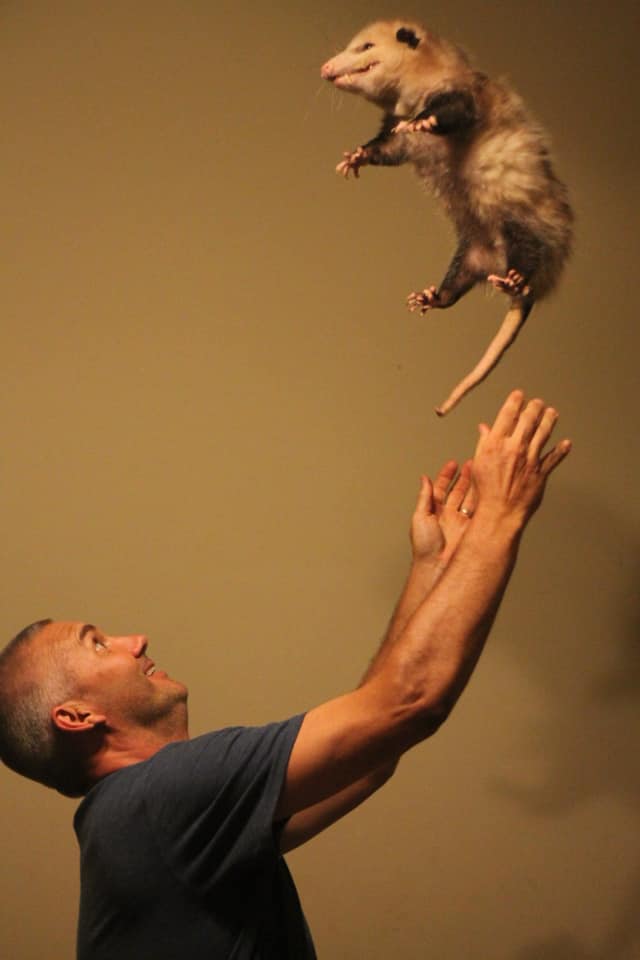 When opossum fly...