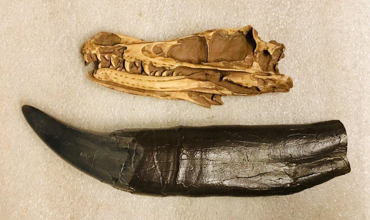 A Velociraptor skull compared to a T-Rex tooth.