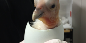 California condor chick hatched at the Oregon Zoo