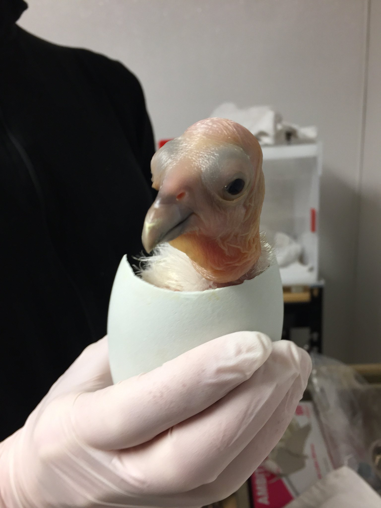 California condor chick hatched at the Oregon Zoo