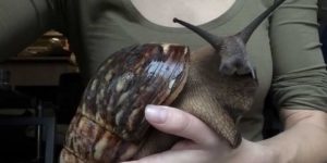 Giant African Land Snails. Doctor Dolittle would be impressed.