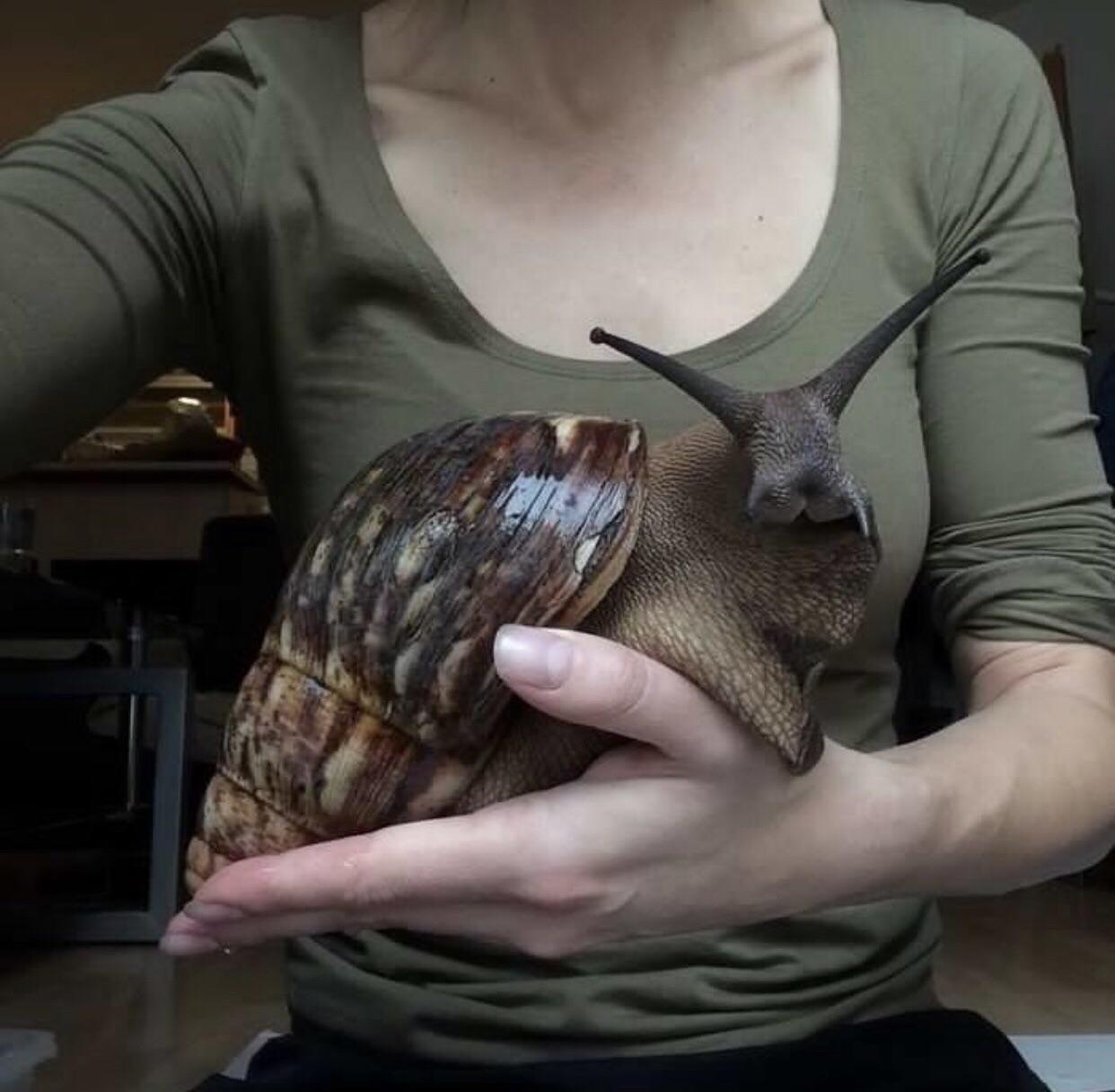 Giant African Land Snails. Doctor Dolittle would be impressed.