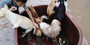 Kid rescues animals from flood after hurricane Willa