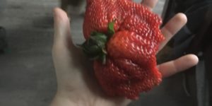 Strawbomination