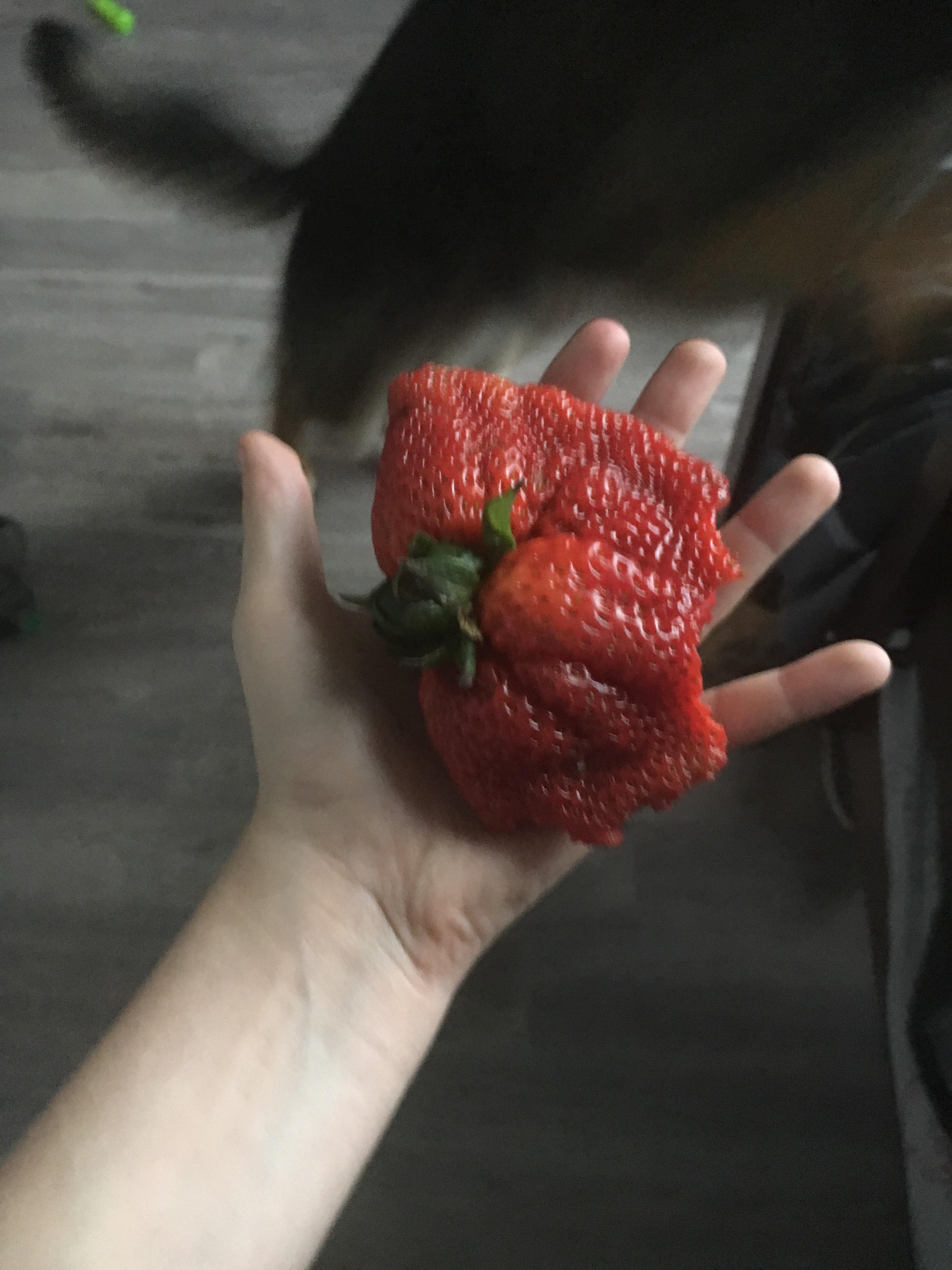 Strawbomination