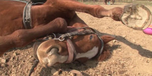 Meet Jingang, The Horse Who Plays Dead When Anyone Tries To Ride Him