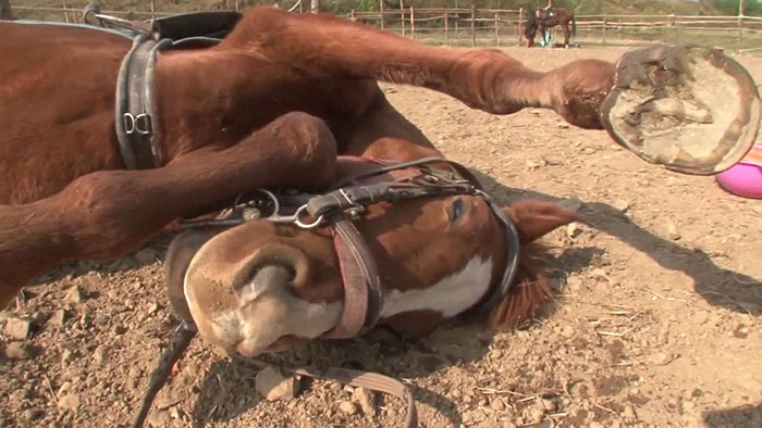 Meet Jingang, The Horse Who Plays Dead When Anyone Tries To Ride Him