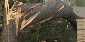 A tornado twisted this tree.