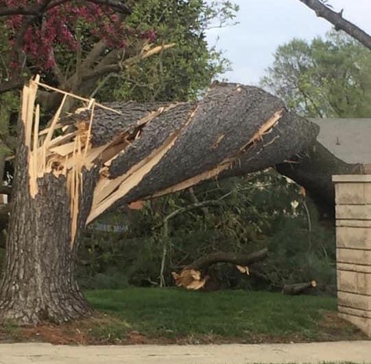 A tornado twisted this tree.