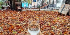 This kitter was built for Autumn.