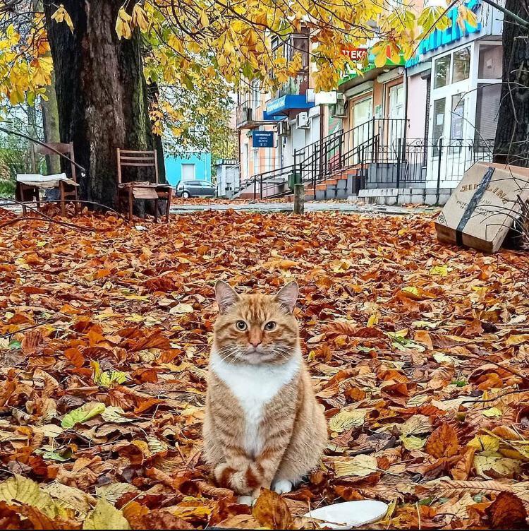 This kitter was built for Autumn. 