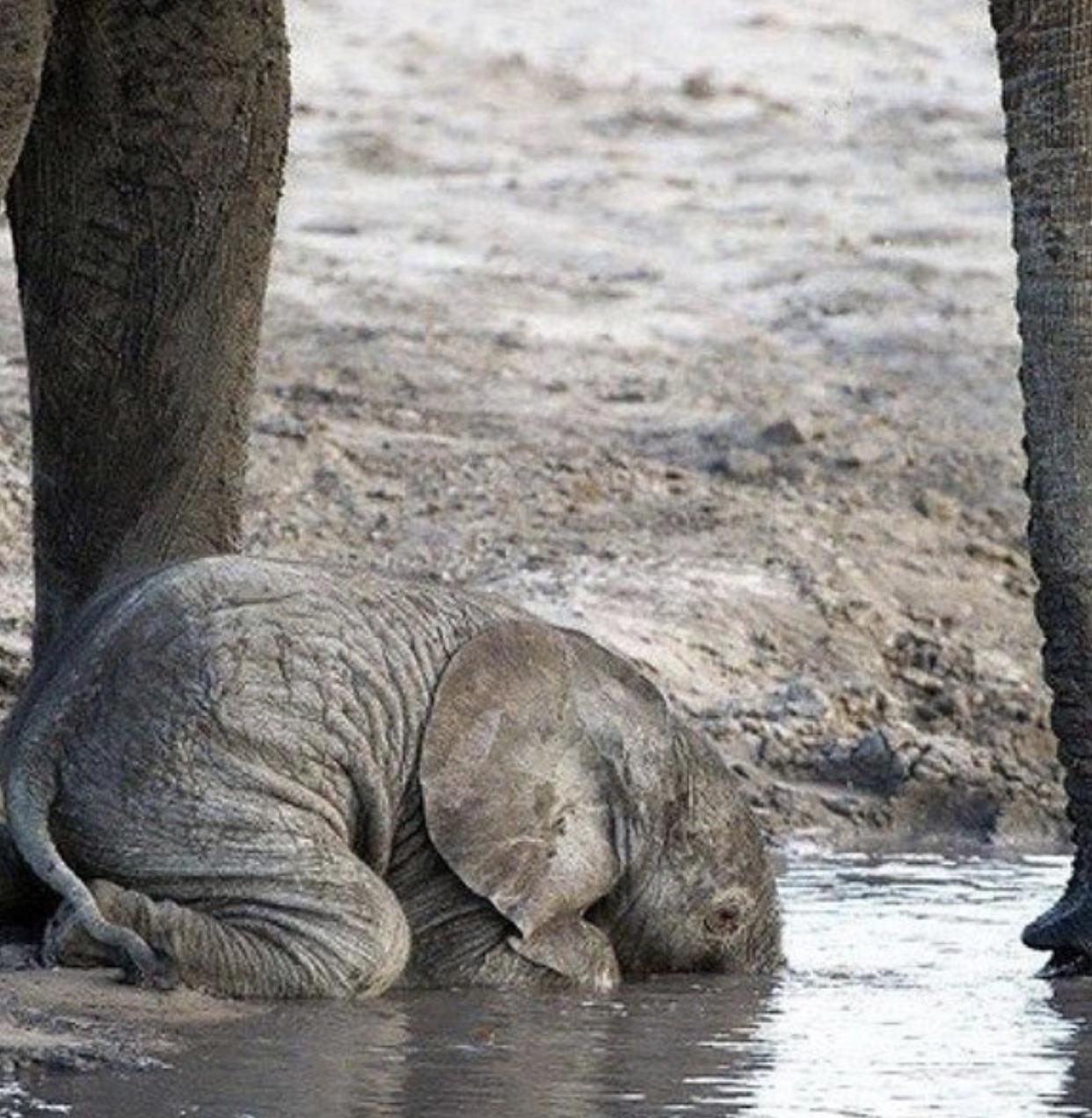 Young elephants don't know how to use their trunks till around 10 months old.