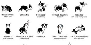 Doggie Language.