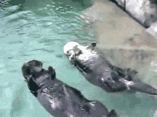 Otters in love.