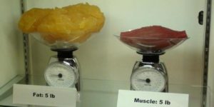 Fat vs Muscle.