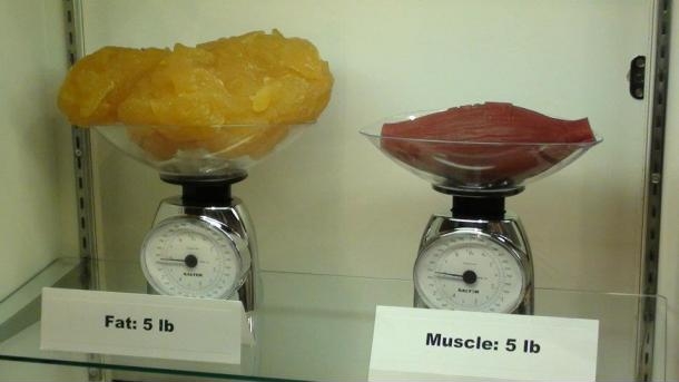 Fat vs Muscle.