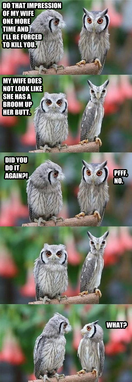 Sometimes owls can be jerks.