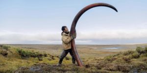 A woolly mammoth’s tusk is unearthed from a Siberian riverbed