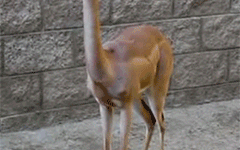 Gazelle fawn swallowing food