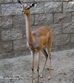 Gazelle fawn swallowing food