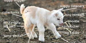 The anatomy of a goat.