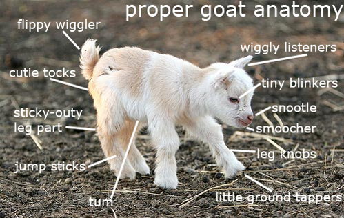 The anatomy of a goat.