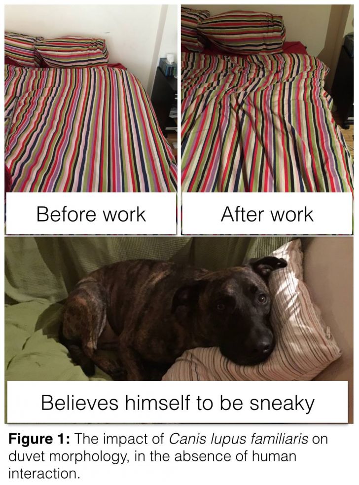 The impact of Canis lupus familiaris on duvet morphology, in the absence of human interaction.