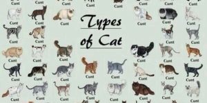 Looking up types of cats and I came across this gem.