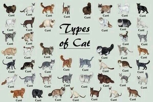 Looking up types of cats and I came across this gem.