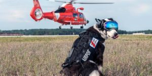 This dog’s job is to keep birds away from aircraft.