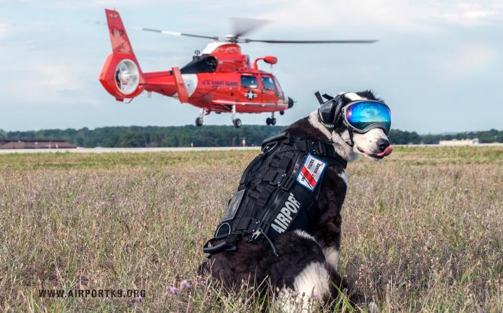This dog's job is to keep birds away from aircraft.