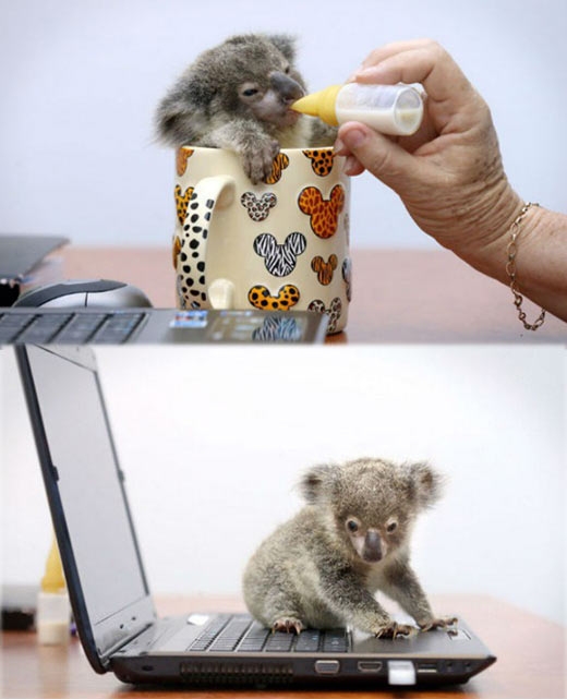 The cutest baby koala...