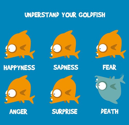 Understand your goldfish.
