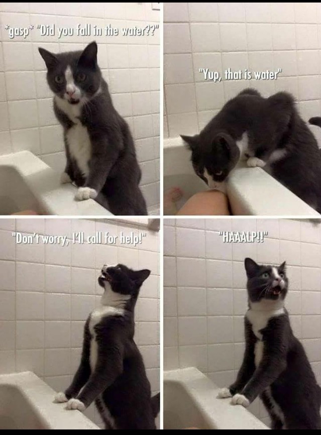 Concerned cat