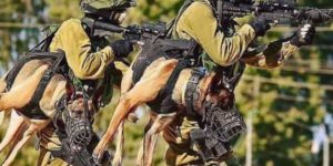Holstered Attack Dogs.