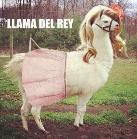Llama Del Rey.
