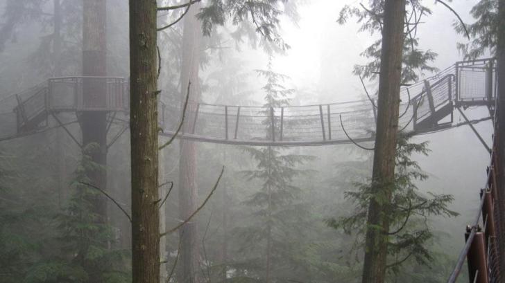 This bridge in Canada looks like it's in Endor