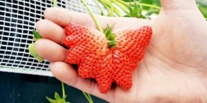 Radiated strawberry grown in a horticultural institution in Japan