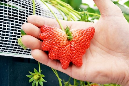 Radiated strawberry grown in a horticultural institution in Japan