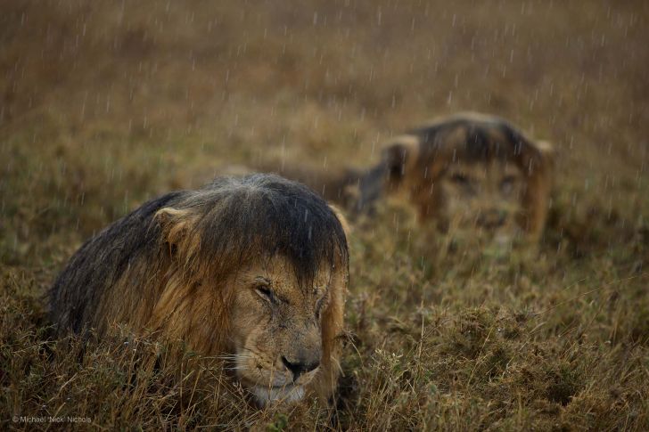 Soaked pride.