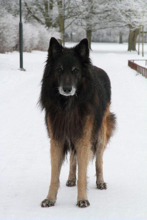 This animal looks like it knows every answer in the universe