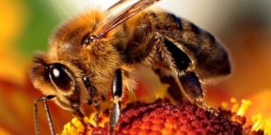 Cheerios will send you 500 wildflower seeds for free to help save the honeybee