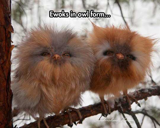 Ewok owls