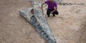 Incredible Kronosaurus fossil discovery