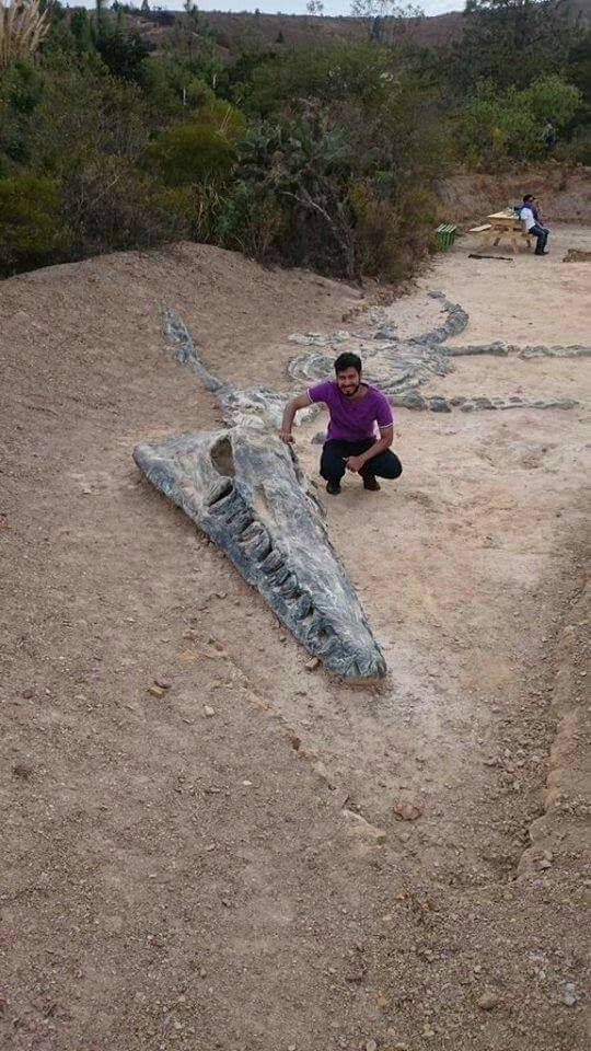 Incredible Kronosaurus fossil discovery